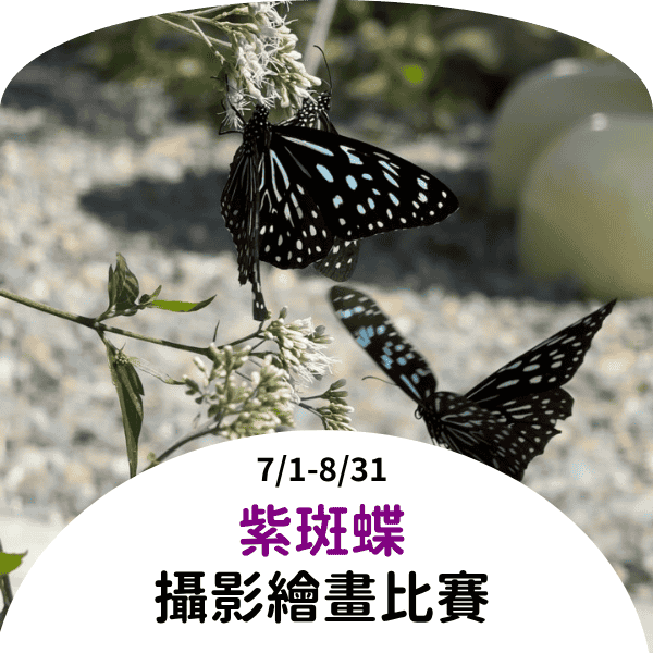 紫斑蝶活動v2
