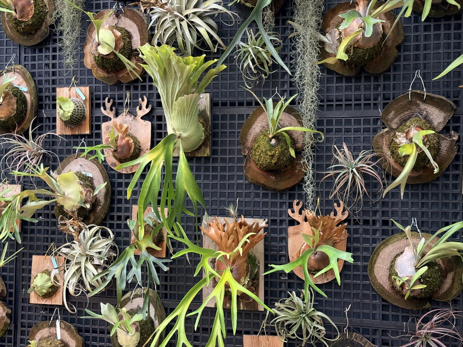 鹿角蕨與空氣鳳梨組成的植生牆，掛滿一件件手作植栽